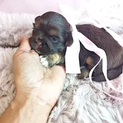 Shih Tzu 1