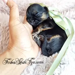 Shih Tzu 3