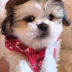 Pekingese/ Maltese