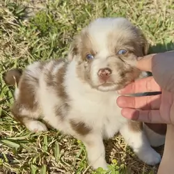 Female Border Aussie