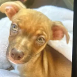 Chihuahua mix