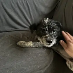 3 Puppies to Good Home