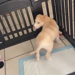 Husky