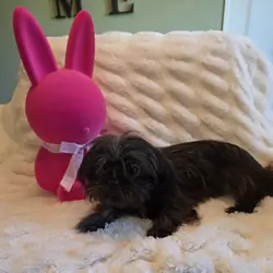 Female Shitzu 7 Month Old