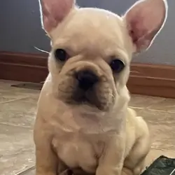 Akc Ch. Bloodline French Bulldog male