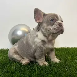 🔥Premium French Bulldog Puppies 🔥