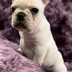 Kitty , Akc Ch bloodline female