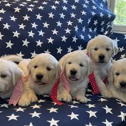 Golden Retriever Puppies - English Creams