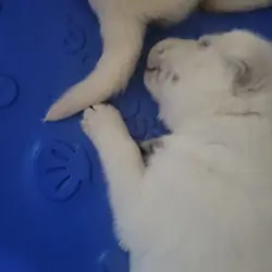 Husky/Lab puppy