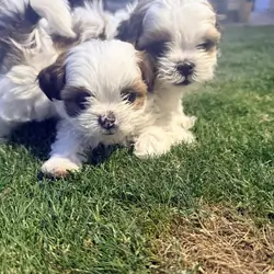 Shih Tzu Puppies