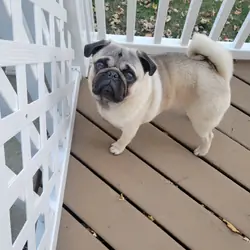 Pug Male Dog