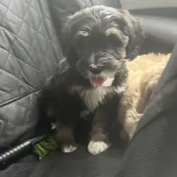 Goldendoodle shepadoodle Mix