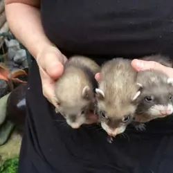 Baby Ferrets