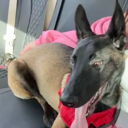 Belgian malinois puppy