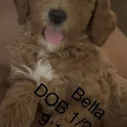 Goldendoodle puppies