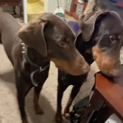 2 Doberman males  15  months old red brown