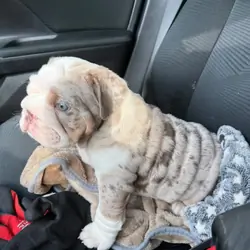 English Bulldog