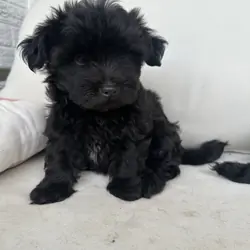 Poppy