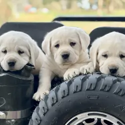 English Labrador Puppies