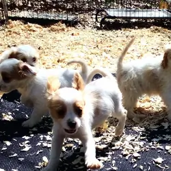 King Charles Spaniel mix
