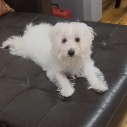 Male Mini Bernedoodle