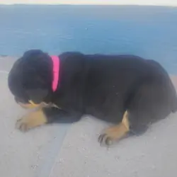 akc german rottweiler pups 6 weeks old