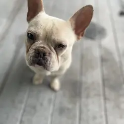 French bulldog 2 years old