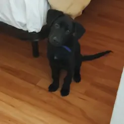 Labrador retriever puppy