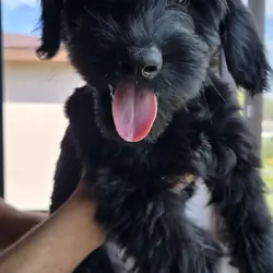 Giant Schnauzer