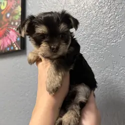 Yorkie