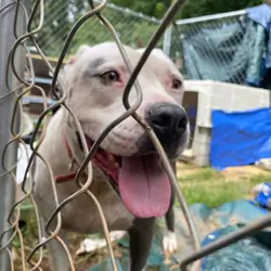 Dog free to good home