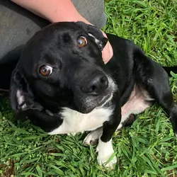 Free dog to good home