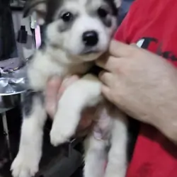 Bloodhound/Husky/Shepherd Puppies