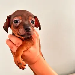 Chihuahuas ❤️❤️❤️