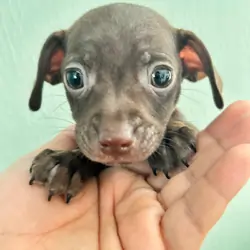 Chihuahuas babies ❤️❤️❤️