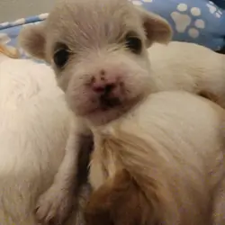 Malti pups