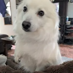 American Eskimo dog
