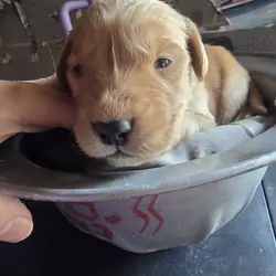 Golden Retriever Puppies