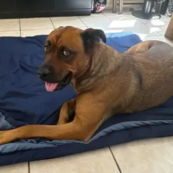 Shepherd/Rottweiler mix
