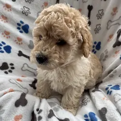 Mini Goldendoodles