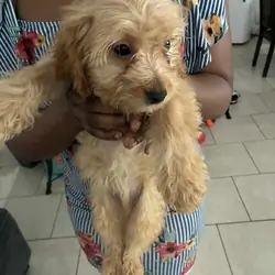 Mini schnoodles