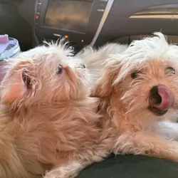 Shihpoo pups