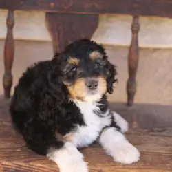 Standard Aussiedoodle Puppies