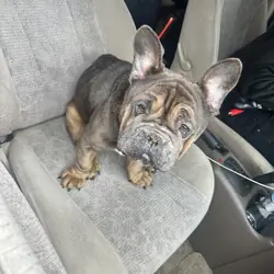 French Bulldog- Buster