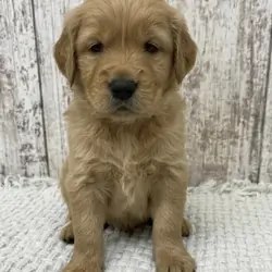 Golden Retriever Puppies