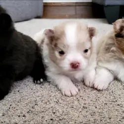 Pomeranian Puppies