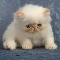Two litters (8) in all. 8 weeks on April 1 $1,999