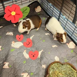 Guinea Pig Boy Besties