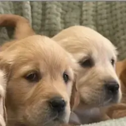 8 GOLDEN RETRIEVER PUPPIES