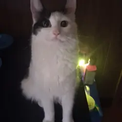 Cats
